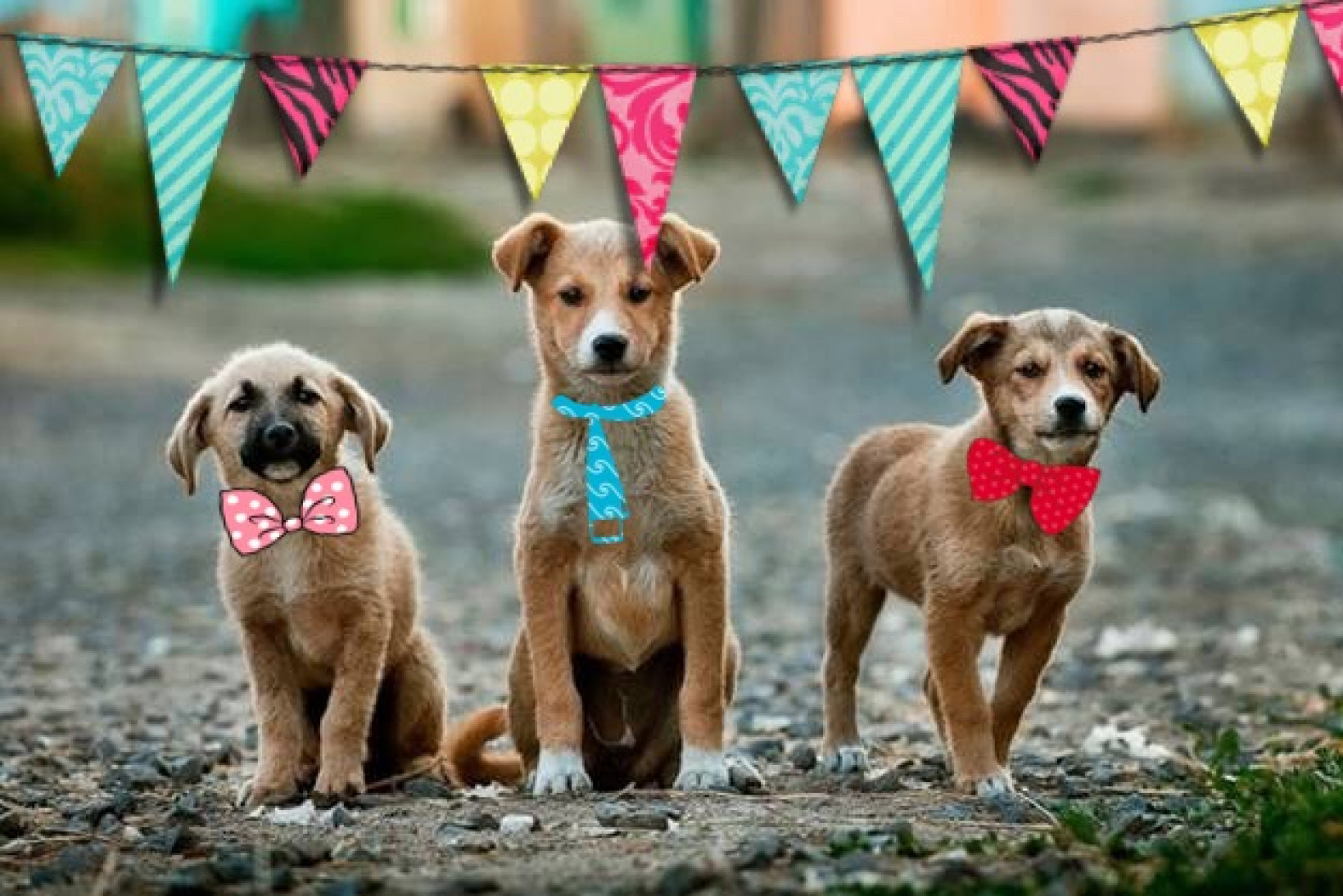 Stichting Wereldhonden herplaats honden via Verhuisdieren